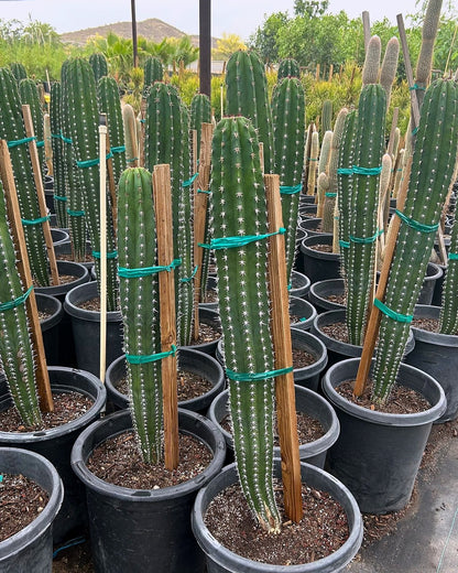 White Thorn Cereus