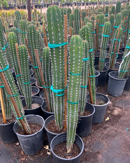 White Thorn Cereus