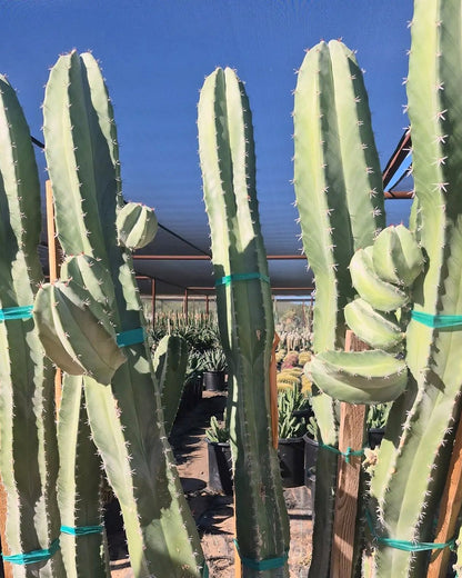 White Thorn Cereus