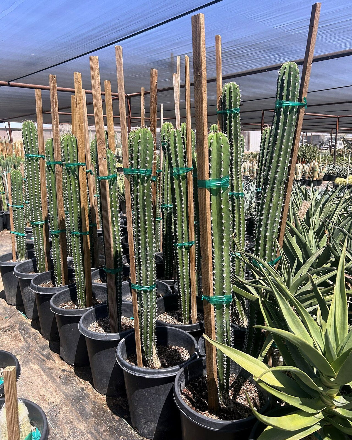 White Thorn Cereus