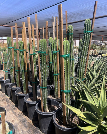 White Thorn Cereus
