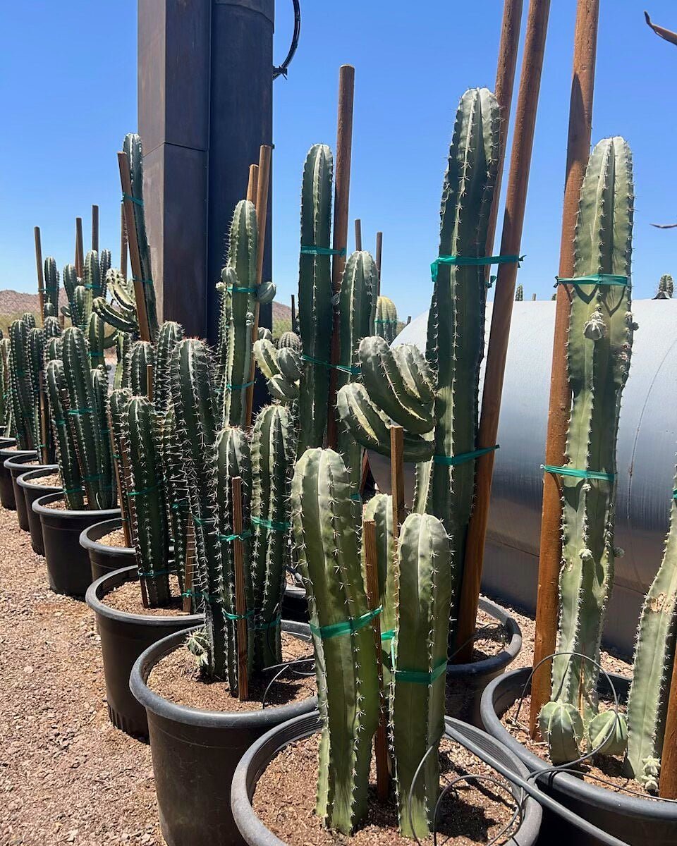 White Thorn Cereus