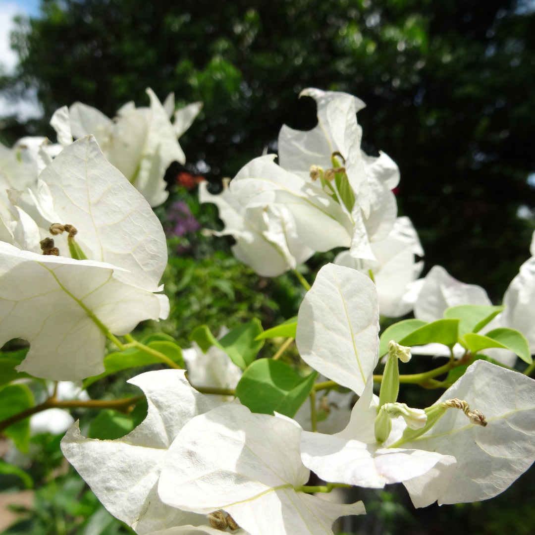 Bougainvillea White