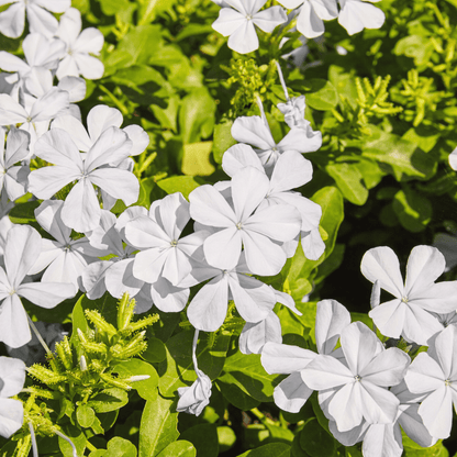 White Cape Plumbago (Plumbago auriculata) white flowers and green foliage close-up — Phoenix, AZ