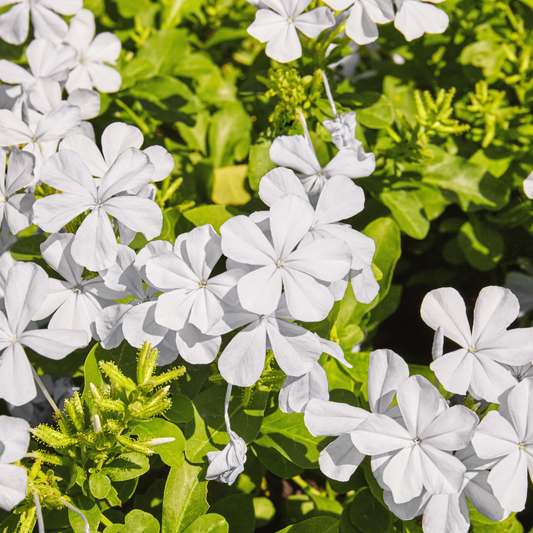 White Cape Plumbago