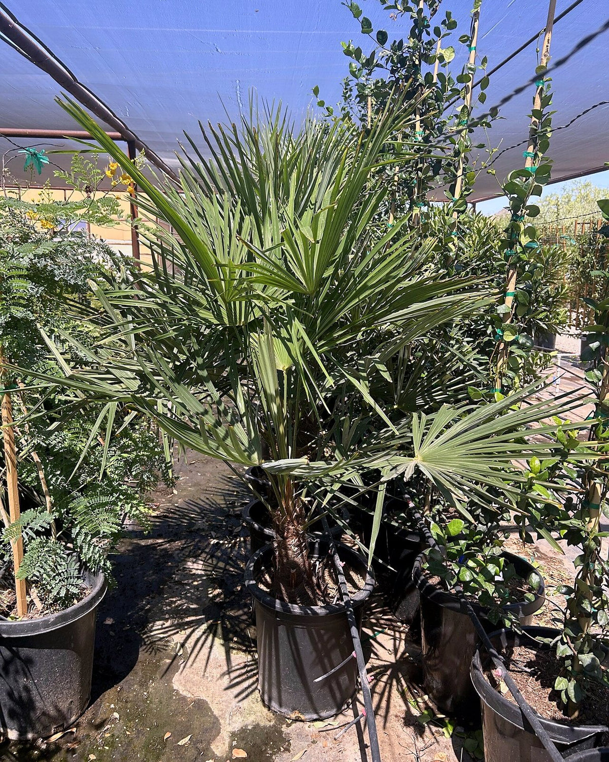 Windmill Palm