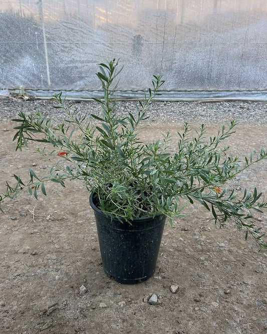 Winter Blaze' Emu Bush