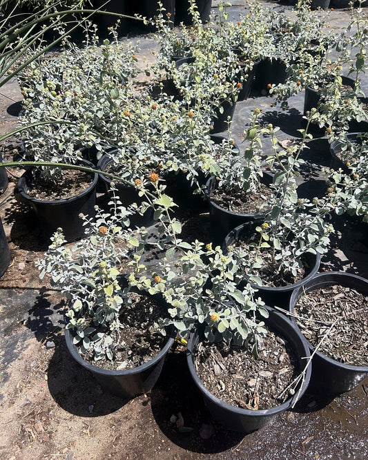 Wooly Butterfly Bush