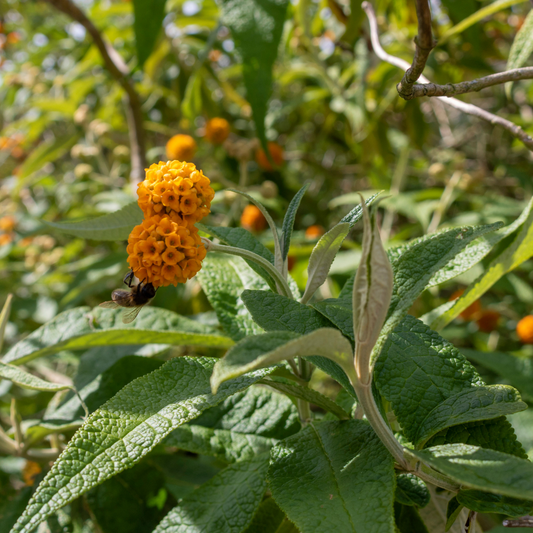 Wooly Butterfly Bush