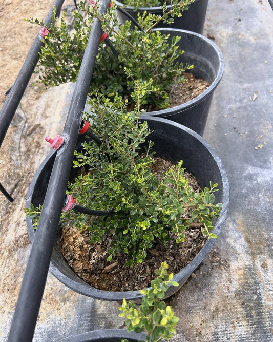 Yaupon Holly