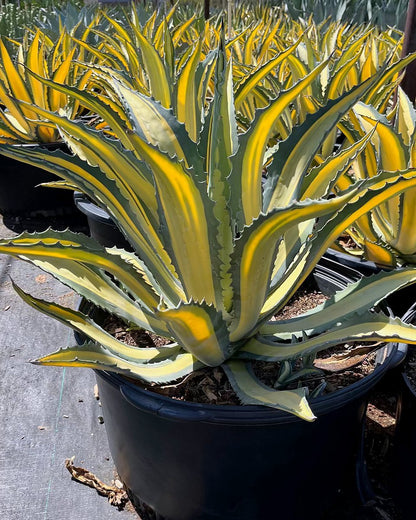 Yellow striped century plant