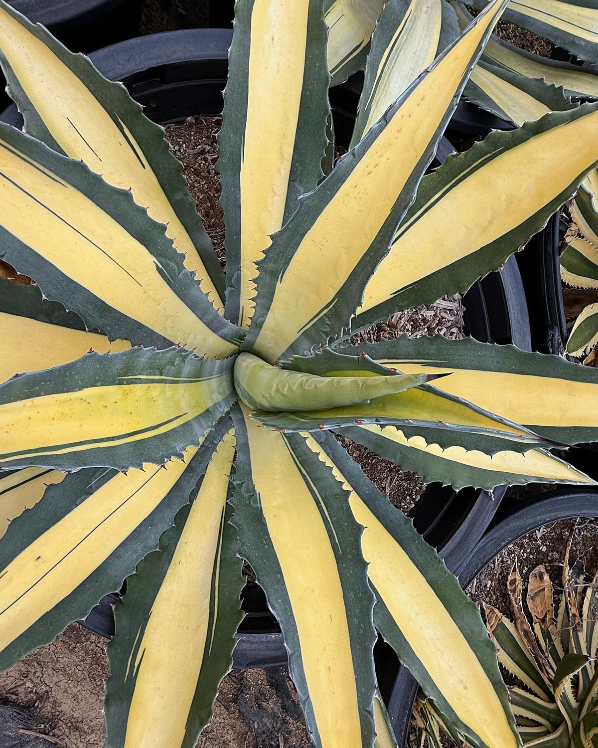Yellow striped century plant