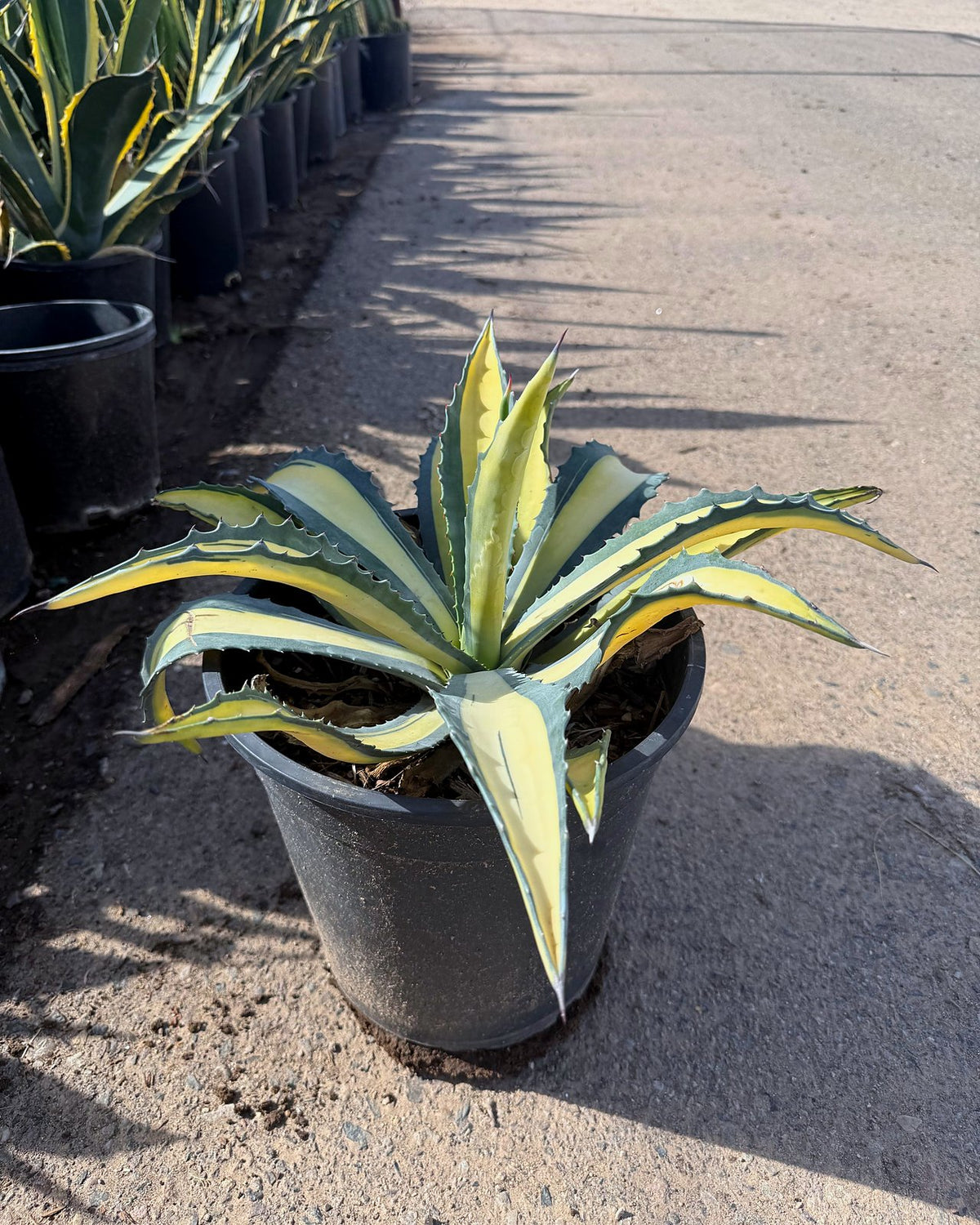 Yellow striped century plant
