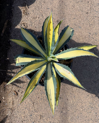 Yellow striped century plant
