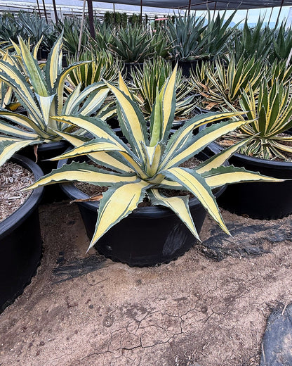 Yellow striped century plant
