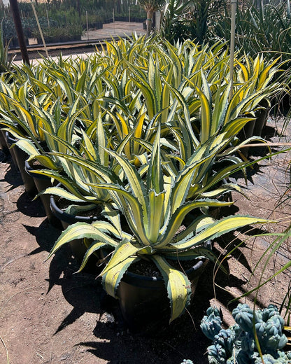 Yellow striped century plant