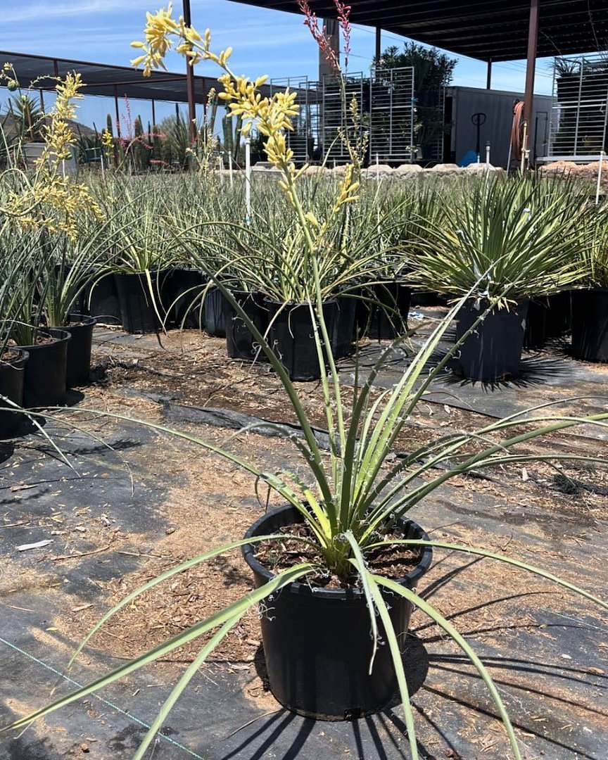 Yellow Yucca