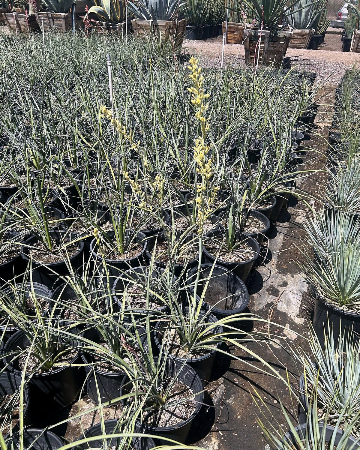 Yellow Yucca