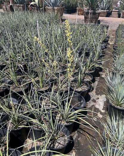 Yellow Yucca