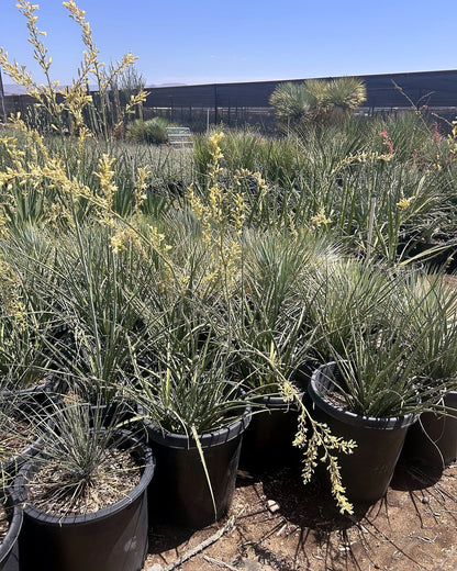 Yellow Yucca