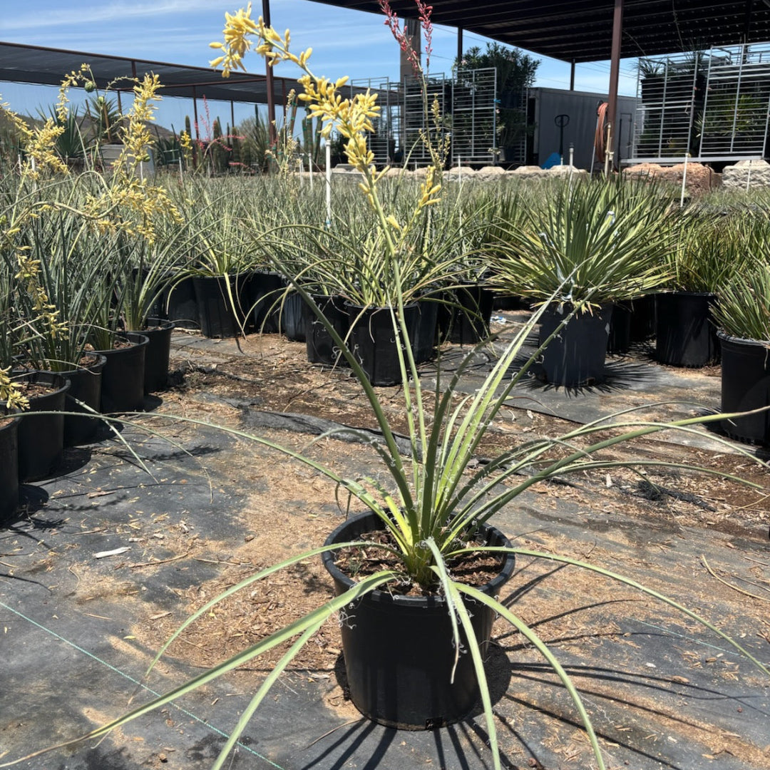 Yellow Yucca
