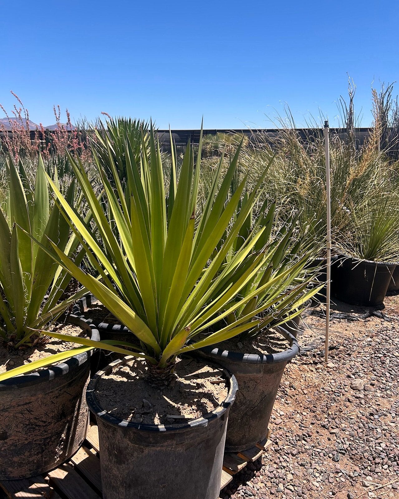【現品】ユッカ・ファクソニアーナ yucca faxoniana　8号　F34番 Buy Yucca Faxoniana Phoenix, AZ | Yucca faxoniana | Three Timbers
