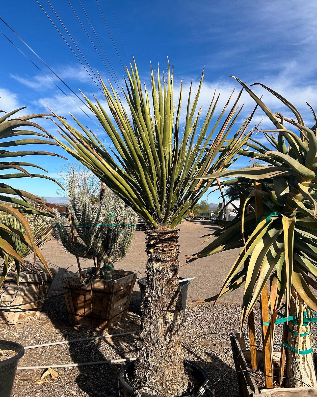 【現品】ユッカ・ファクソニアーナ yucca faxoniana　8号　F34番 Buy Yucca Faxoniana Phoenix, AZ | Yucca faxoniana | Three Timbers