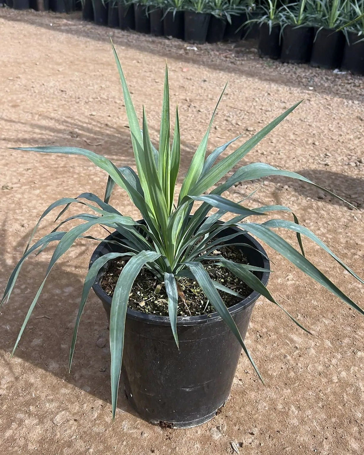 Soft Leaf Yucca
