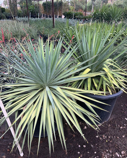 Soft Leaf Yucca