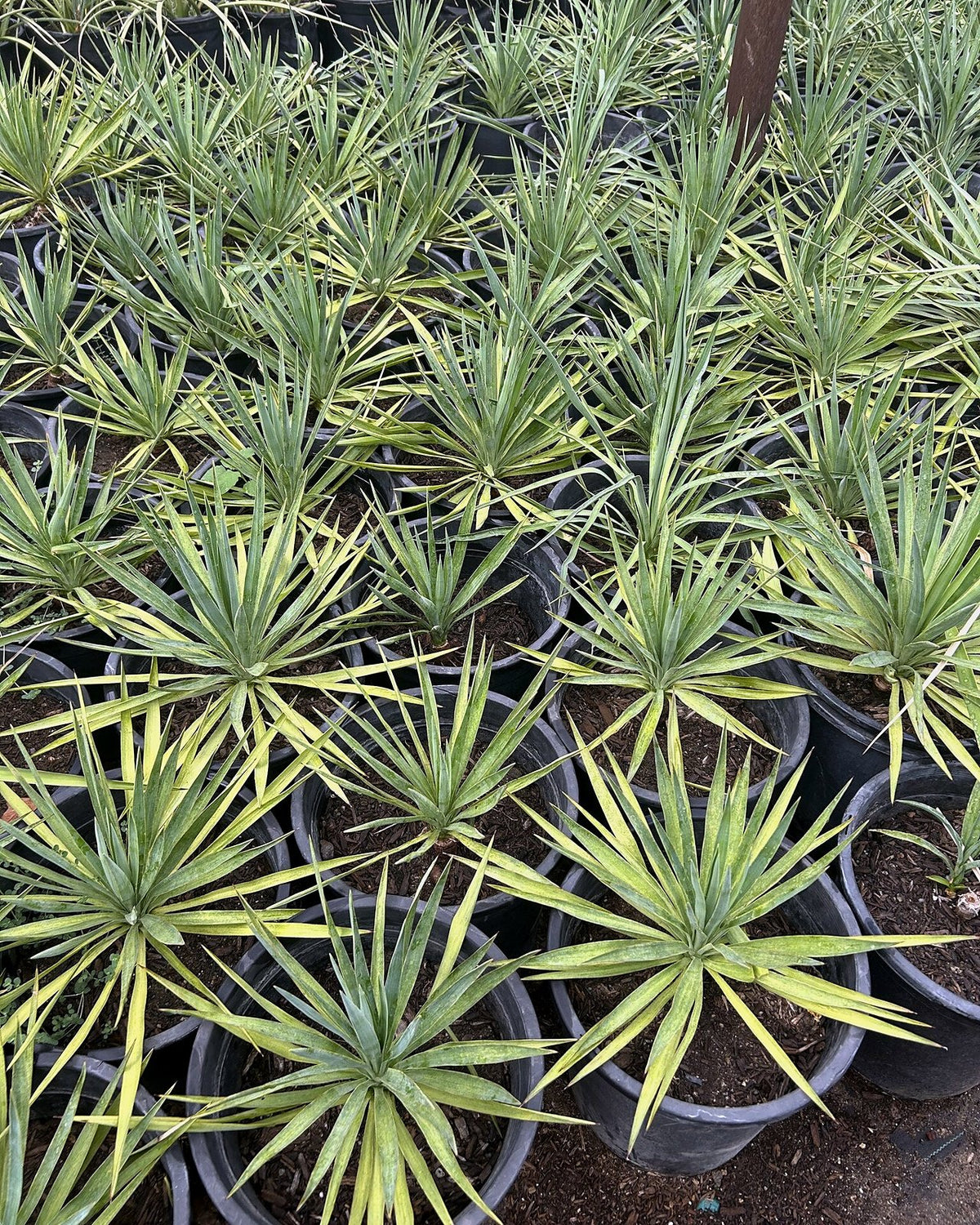 Soft Leaf Yucca
