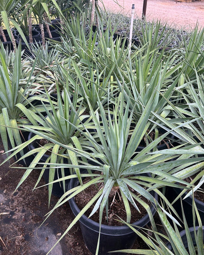 Soft Leaf Yucca