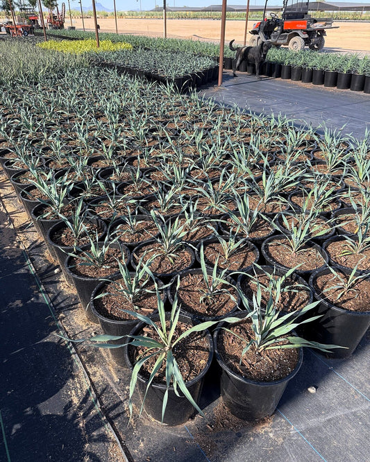 Yucca Silver Anniversary